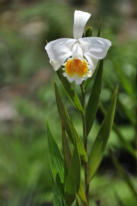 É sempre possível achar flores na Gran Sabana, na Venezuela